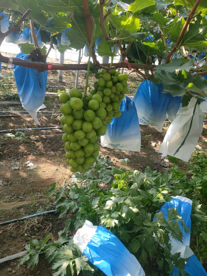河南商丘夏邑晴王葡萄阳光玫瑰葡萄已经成熟欢迎实地考察