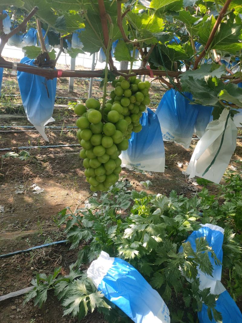 河南商丘夏邑晴王葡萄阳光玫瑰葡萄已经成熟欢迎实地考察