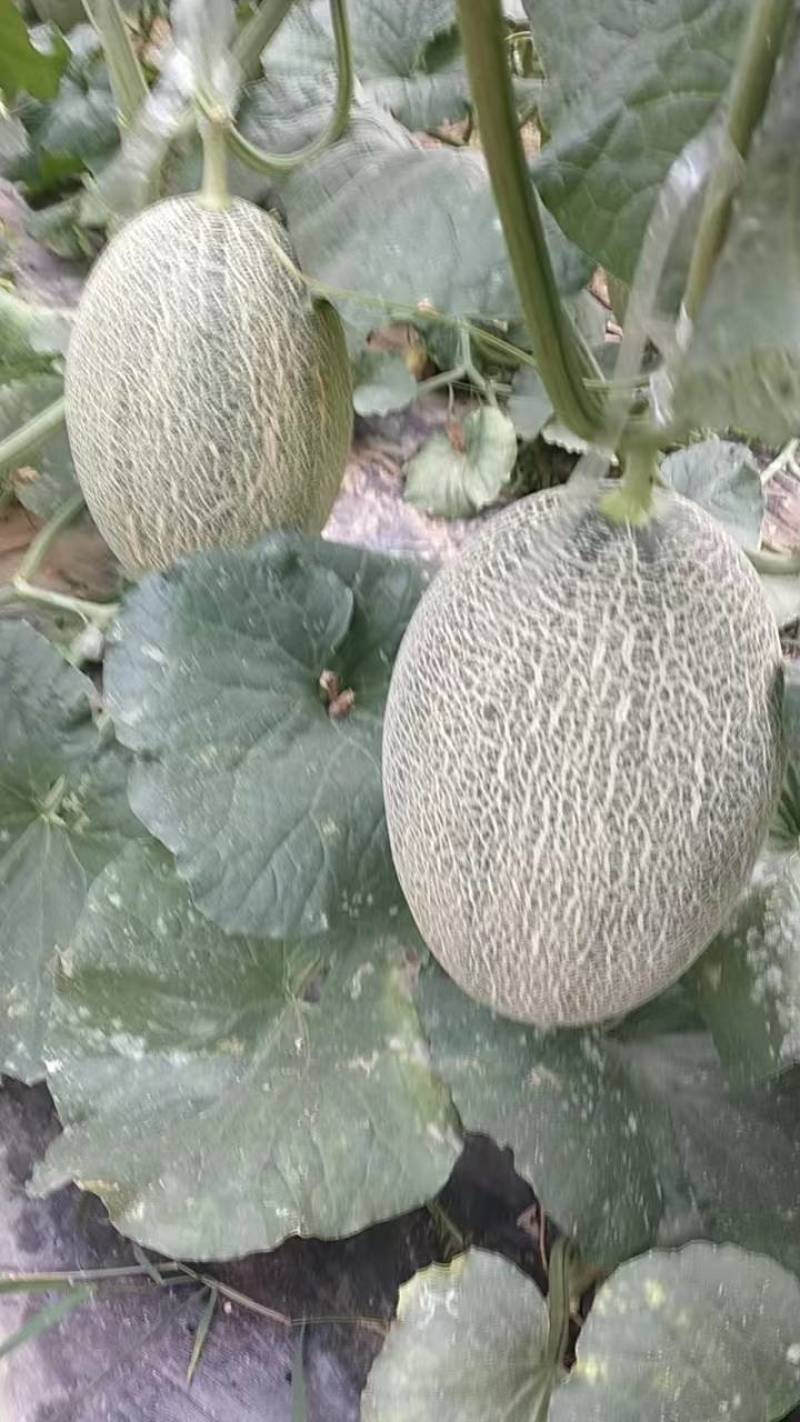 哈密瓜，大量有货，视频看货，诚信为本，欢迎光临
