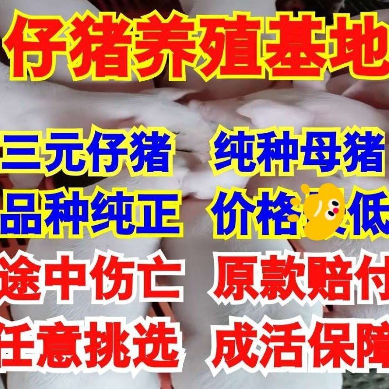 山东猪场备案车免费送猪【猪到付款健康安全防疫检疫齐全】