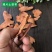 【药都之乡土茯苓片】中药材正宗茯苓片干块粉新鲜野生煲汤干