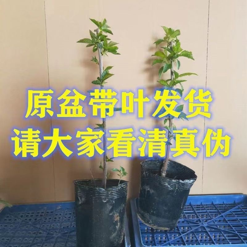 车厘子大樱桃树苗原盆原土发货包成活包对版