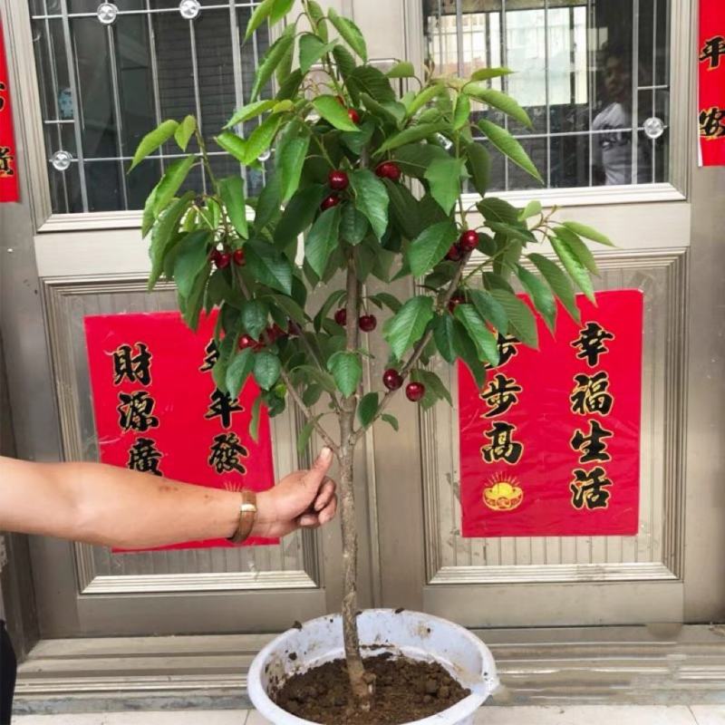 车厘子大樱桃树苗原盆原土发货包成活包对版