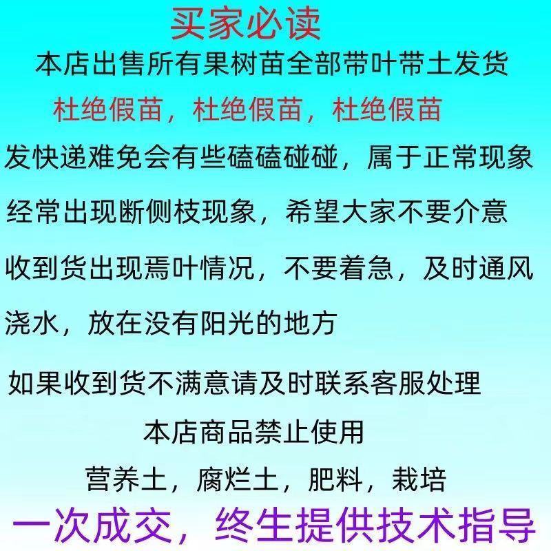 车厘子大樱桃树苗原盆原土发货包成活包对版