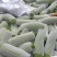 高山精品西葫芦价格面议。量大优惠。500斤起，不包含运费。