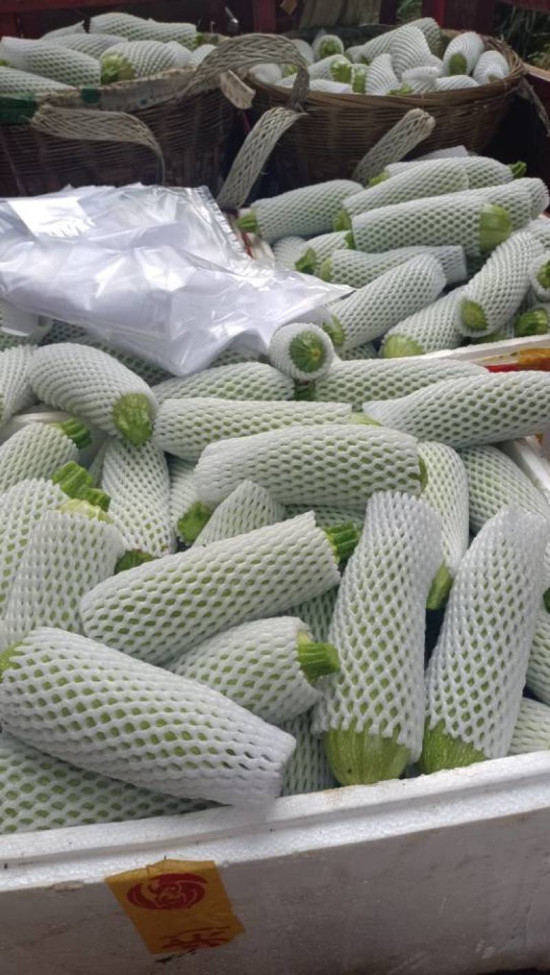 高山精品西葫芦价格面议。量大优惠。500斤起，不包含运费。