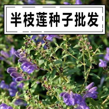 新采中草药材籽半枝莲种子并头草韩信草赶山鞭牙刷草紫连草包