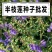 新采中草药材籽半枝莲种子并头草韩信草赶山鞭牙刷草紫连草包