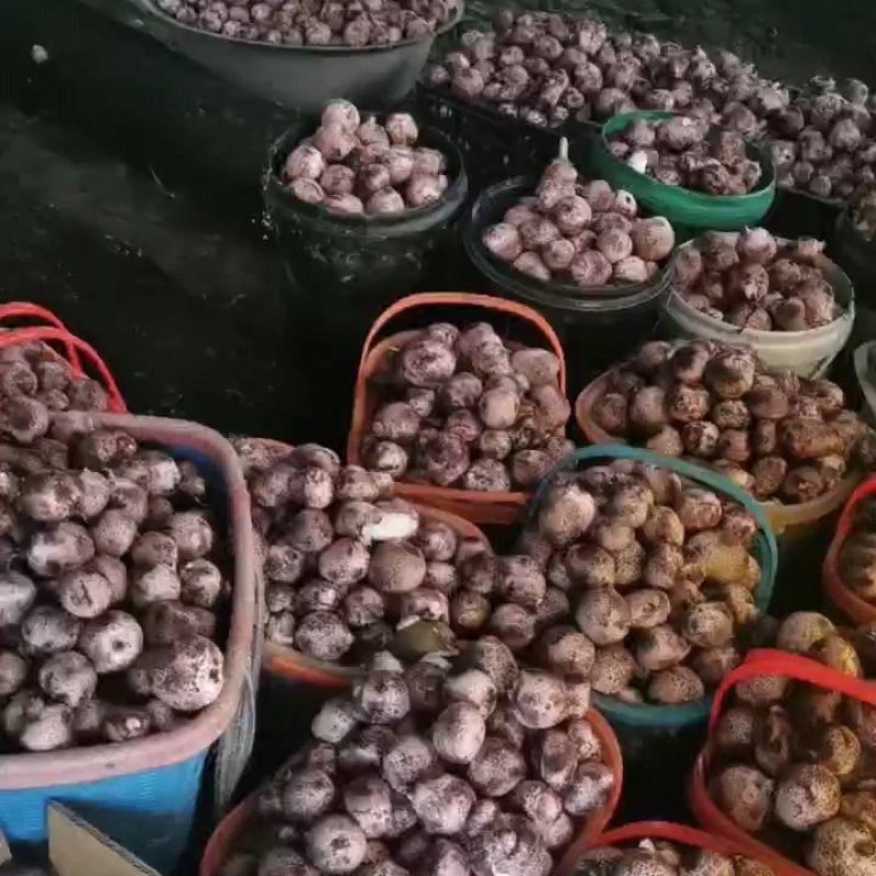 竹荪蛋