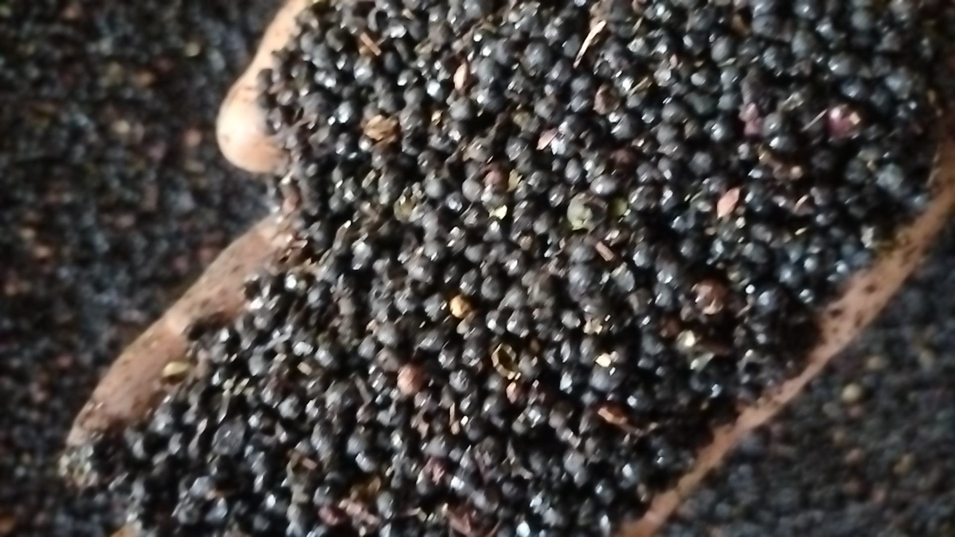 胡椒粉与整粒胡椒特写