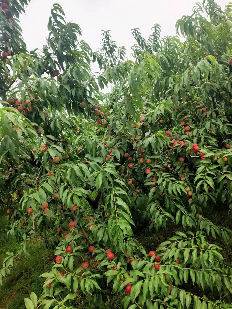 珍珠枣油桃，枣蜜桃，秋红珠