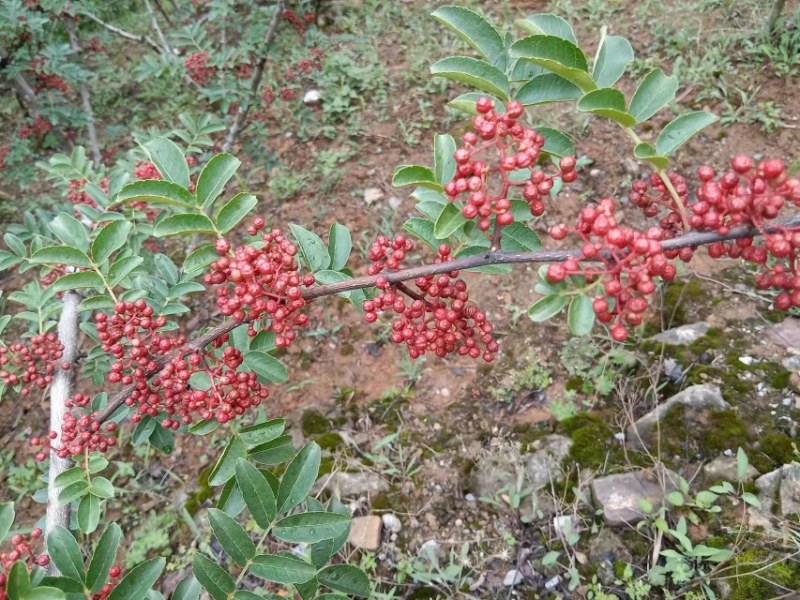 基地大红袍汉源花椒，承接全国各地老板实地看货购货…………