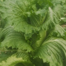 白菜基地种植价格需要的老板可以我