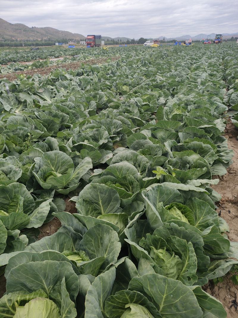宁夏西吉小甘蓝7月中旬大量上市，欢迎全国各地的老板