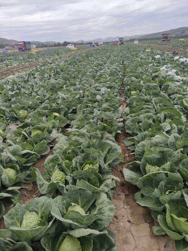 宁夏西吉小甘蓝7月中旬大量上市，欢迎全国各地的老板
