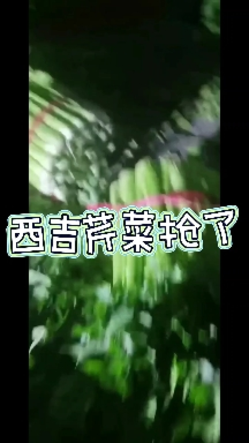 宁夏西吉精品芹菜，七月中旬大量上市，欢迎全国各地的朋友前