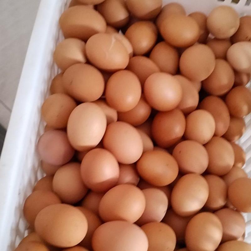 泉州本地洋鸡蛋红壳蛋，只售泉州附近