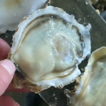 乳山生蚝乳山海蛎子各种规格肥度7-8成85-9成