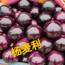 精品紫光圆茄大量上市，代发全国，欢迎全国客商前来采购