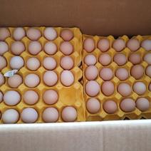 本地精品初生土鸡蛋，一箱480个净重44斤左右