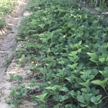 宁玉草莓苗/徐州草莓苗基地直发货源充足全国可发
