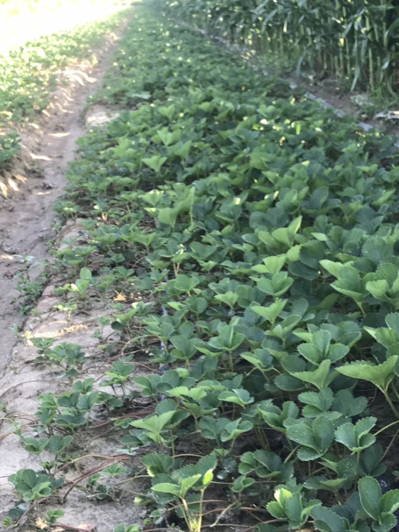 宁玉草莓苗/徐州草莓苗基地直发货源充足全国可发