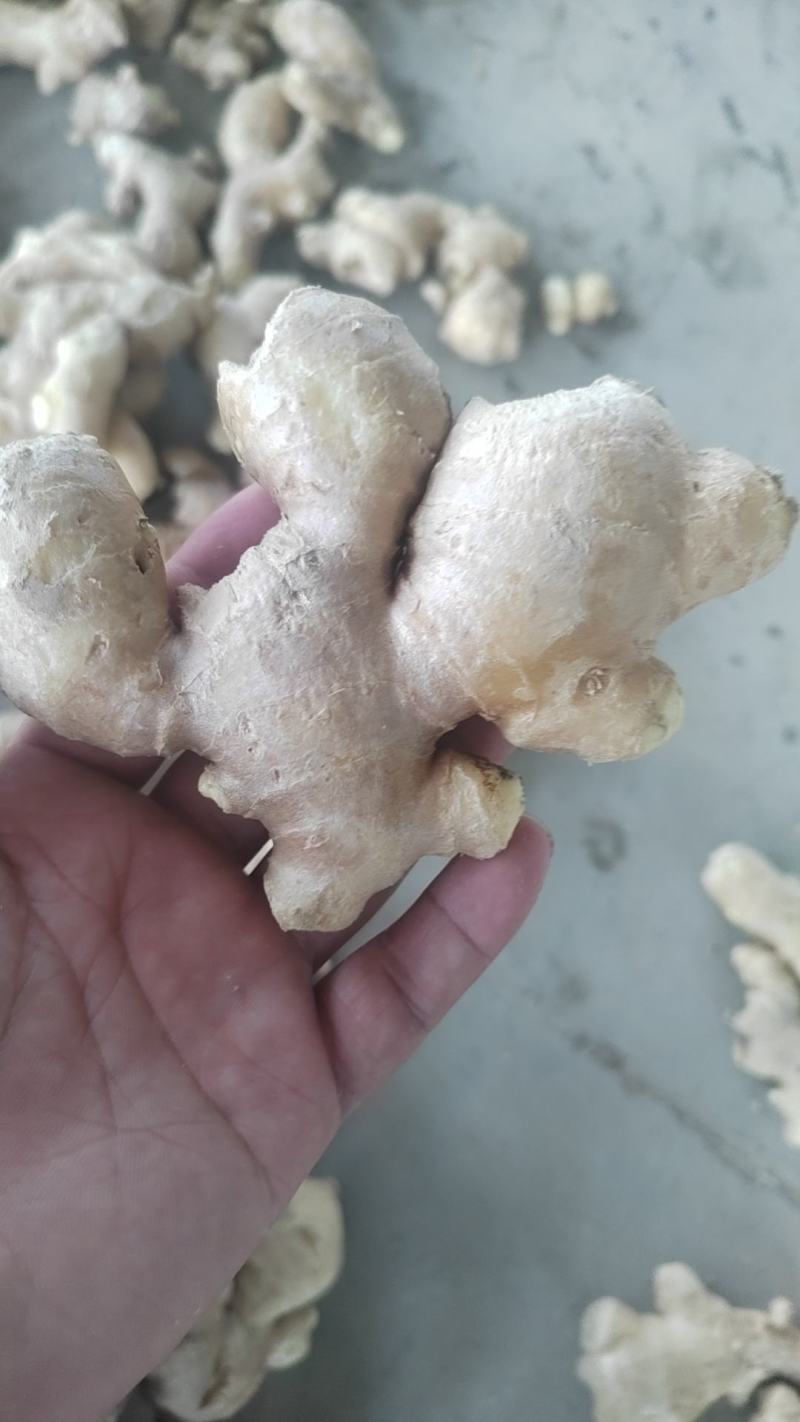电商姜巴基地一手货源常年有货规格齐全量大从优