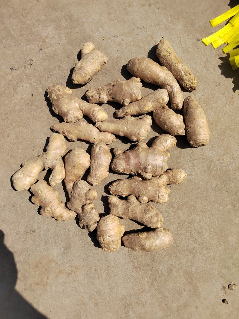 电商姜巴基地一手货源常年有货规格齐全量大从优