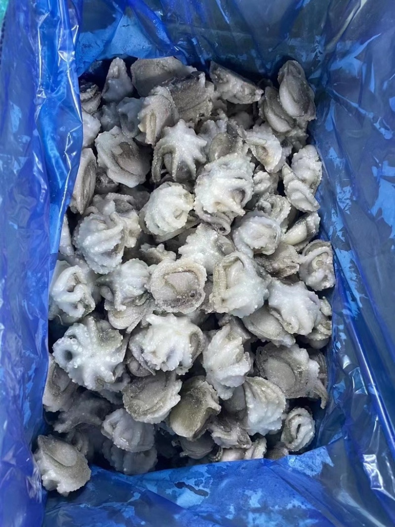 盐揉八爪鱼去内脏单冻一口章鱼连云港本地海鲜捞汁火锅批发