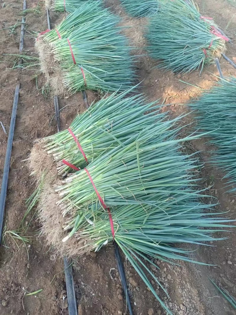 基地铁杆葱苗大量走单