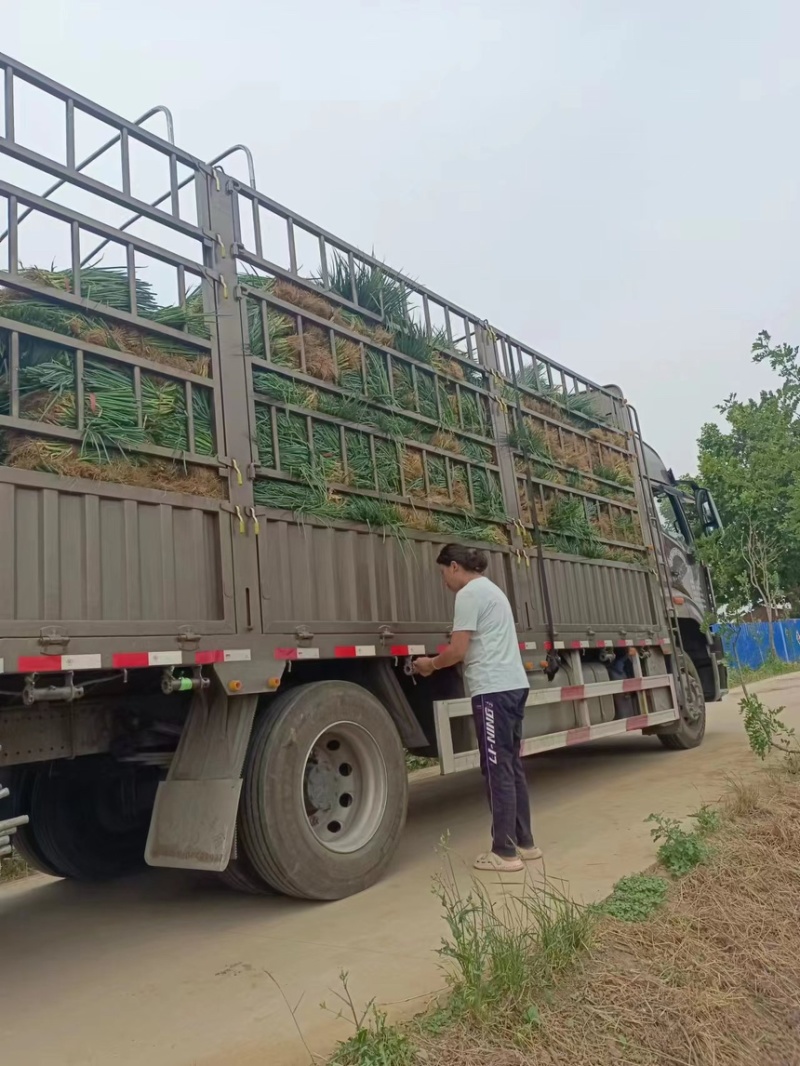 基地铁杆葱苗大量走单