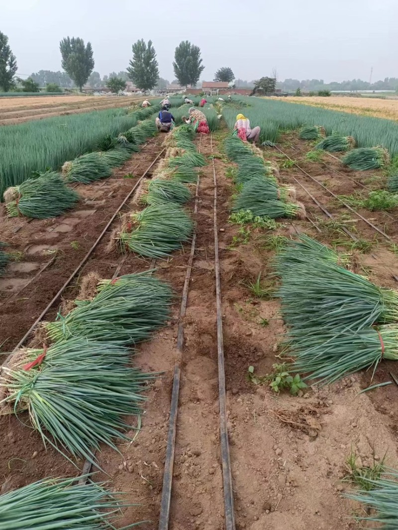 基地铁杆葱苗大量走单