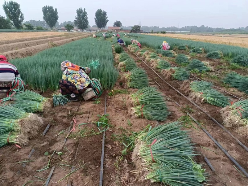 基地铁杆葱苗大量走单