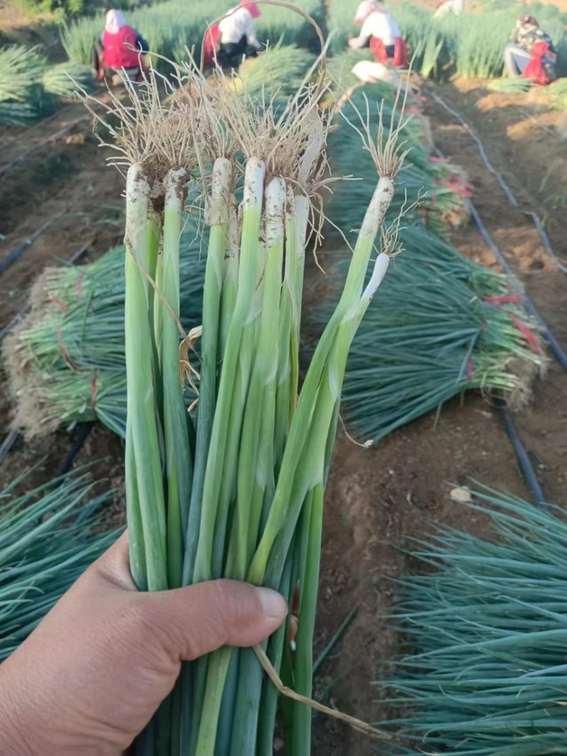 基地铁杆葱苗大量走单