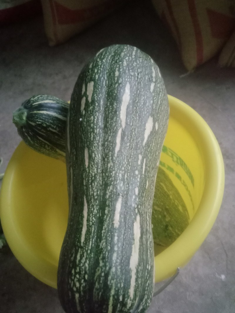 蜜本南瓜美优美快要上市了质量好，口感好需要的老板联系