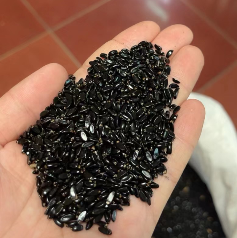 产地直销黄杨种子精品种子出芽率保证新种