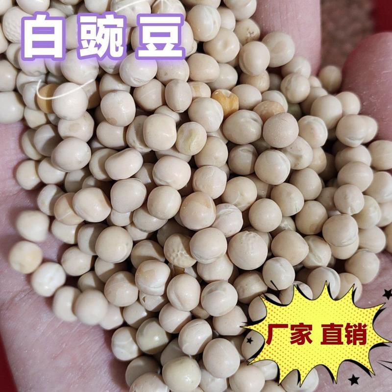白豌豆干豌豆重庆小面鸽粮食品豌豆工厂直销一手货源