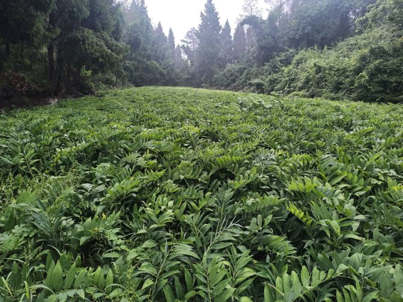 湘玉竹玉竹尾参