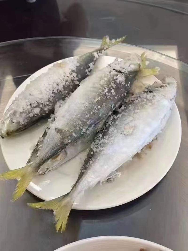 活冻巴浪鱼养殖巴浪鱼