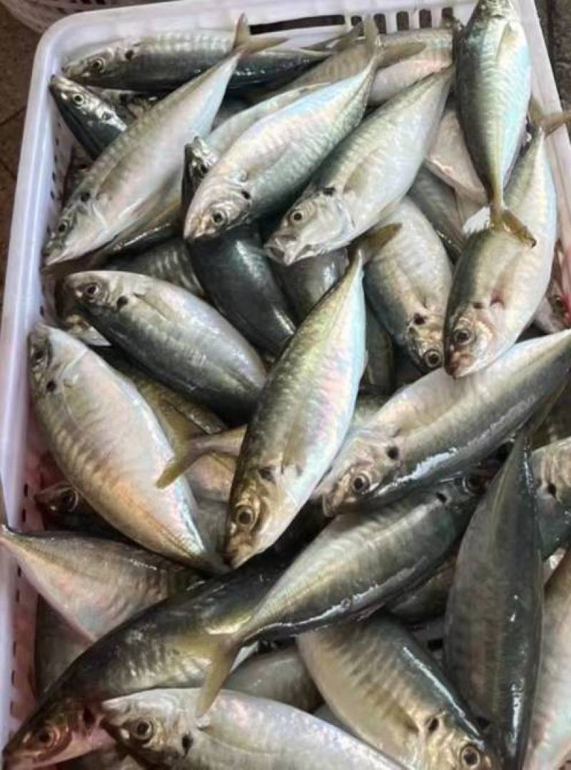 活冻巴浪鱼养殖巴浪鱼