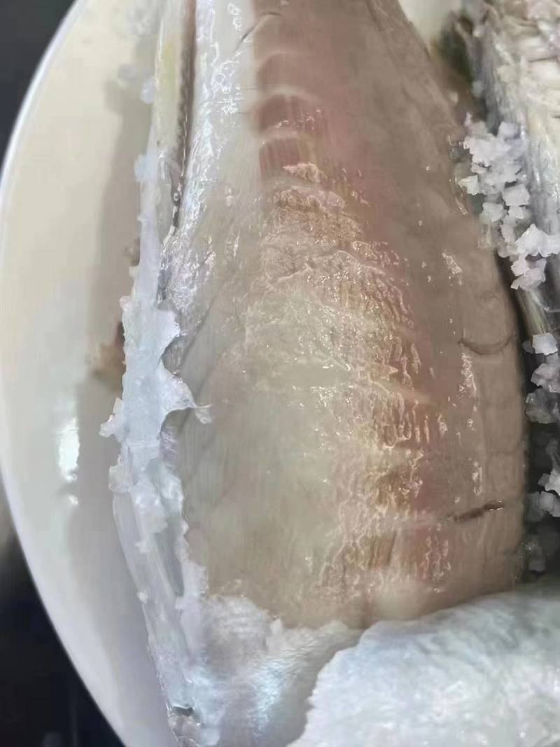 活冻巴浪鱼养殖巴浪鱼