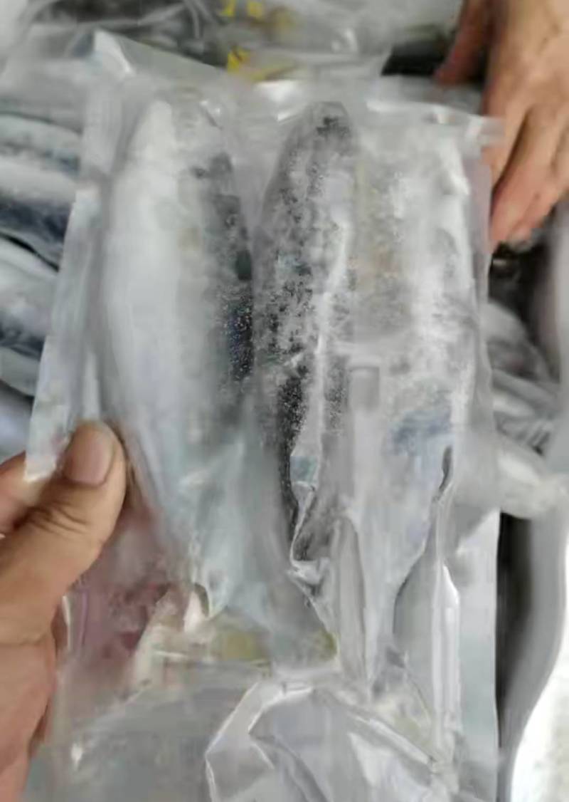活冻巴浪鱼养殖巴浪鱼