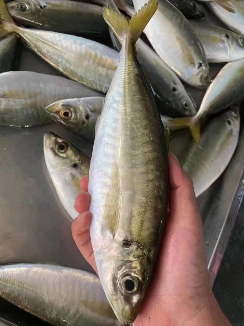 活冻巴浪鱼养殖巴浪鱼