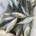 活冻巴浪鱼养殖巴浪鱼