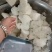 精品白萝卜蓉货源充足量大从优可供商超市场批发