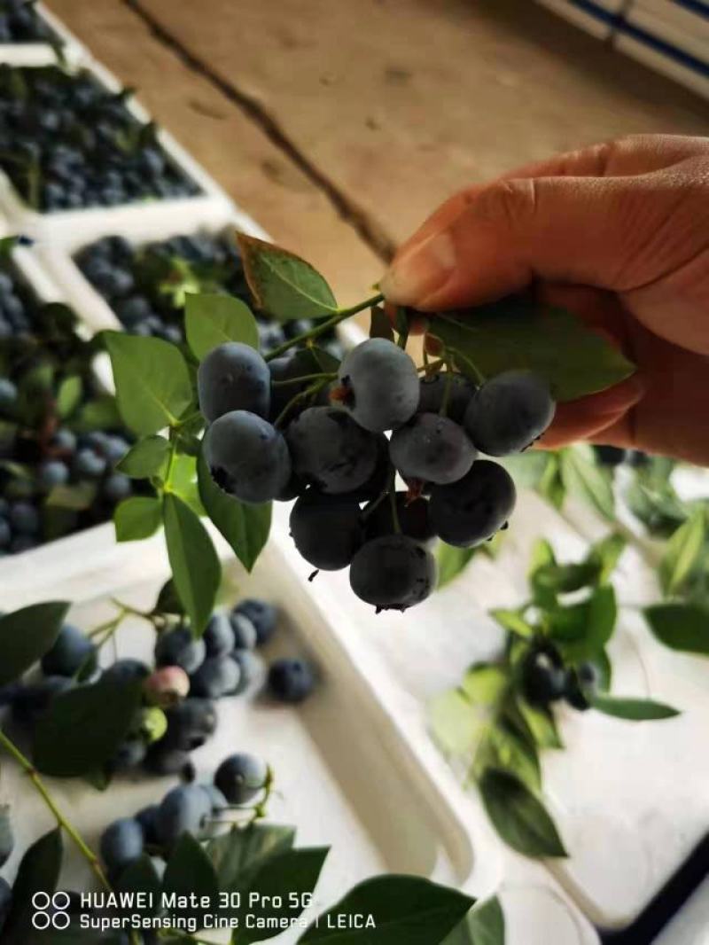 产地蓝莓品种多果品好量大专业代办为客户负责