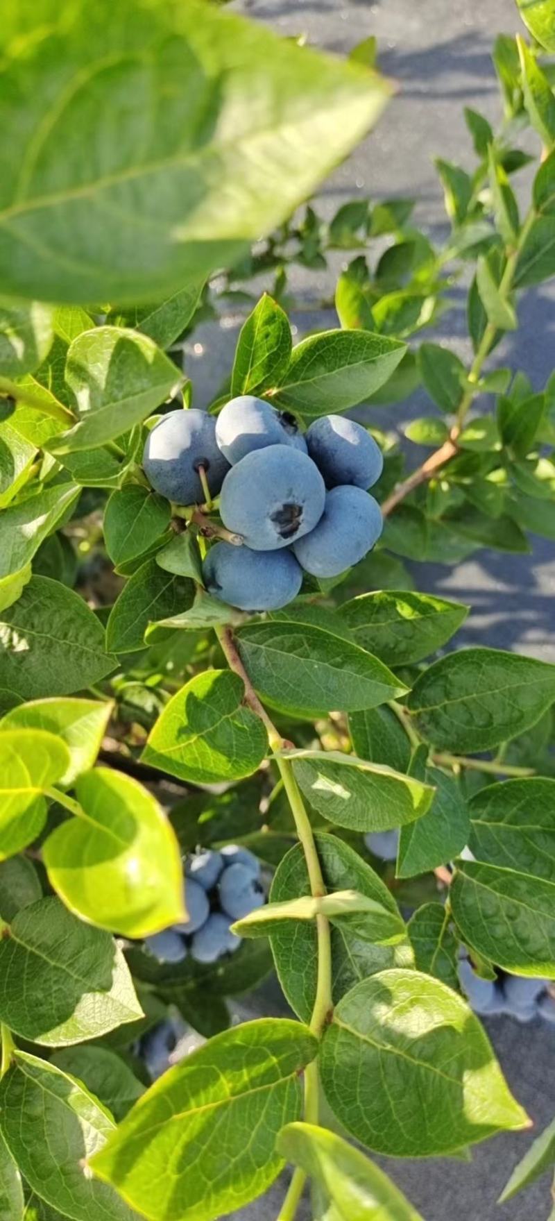 产地蓝莓品种多果品好量大专业代办为客户负责