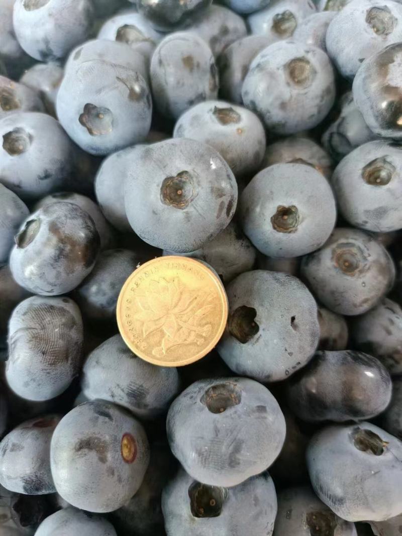产地蓝莓品种多果品好量大专业代办为客户负责