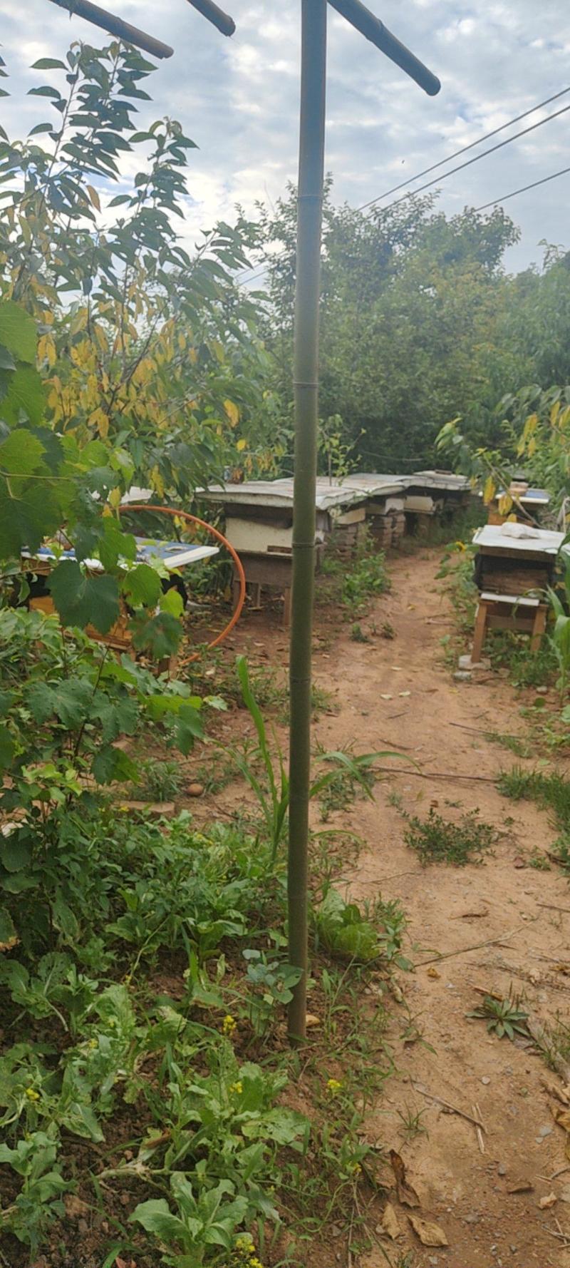 蜂蜜-土蜂蜜-秦岭土蜂蜜，养殖基地生产，全年有货质优价廉