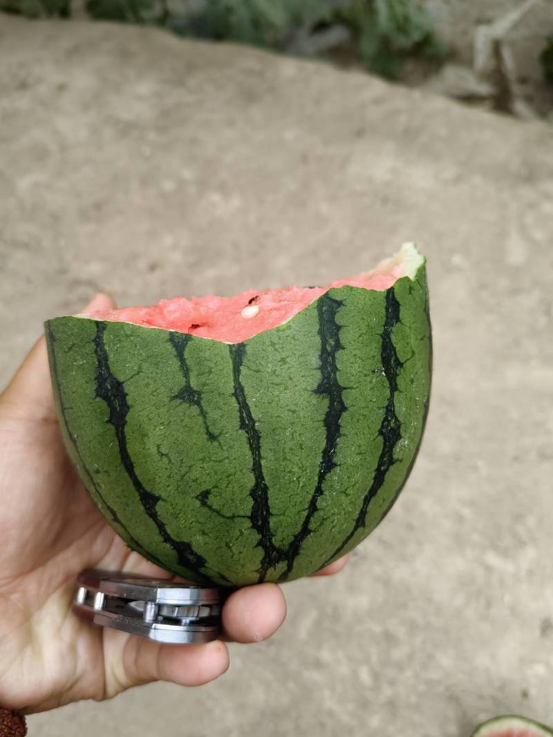 甘肃L600品质如一，糖度高